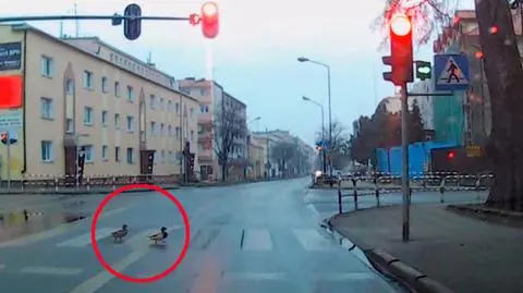 Obama, Kliczko i Kim przegrali z kaczką. Wybraliście najlepsze wideo