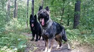 Przyczyną śmierci był krwotok wewnętrzny