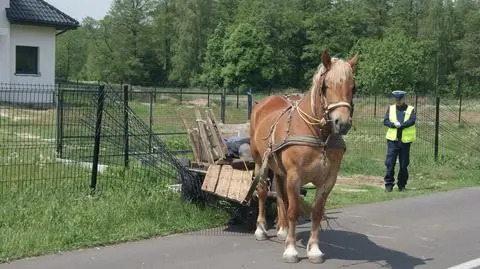 Smólnik: koń uszkodził płot, bo woźnica był kompletnie pijany