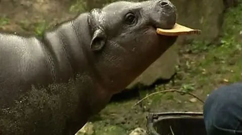 Nowa gwiazda berlińskiego zoo - hipcio