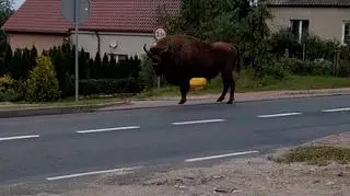 Żubr miesiącami chodził po Polsce, Niemcy go zabili. Prokuratura umarza sprawę