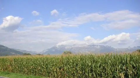 Czy GMO grożą zdrowiu?