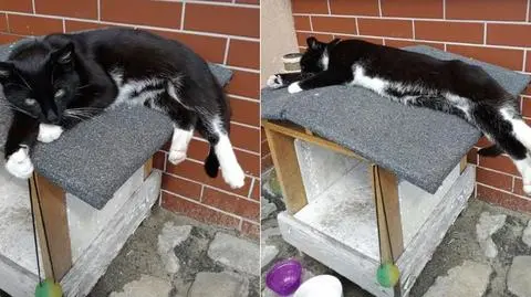 Strażacy poszukują swojego zaginionego kota Franka