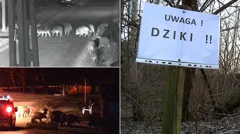 Dziki grasują w Konstancinie-Jeziornej
