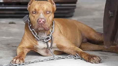 Pitbull zagryzł niemowlę, zaatakował matkę