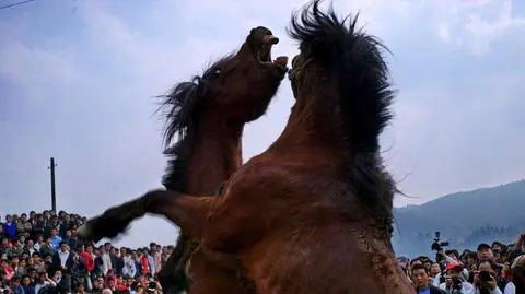 Walki koni w Chinach