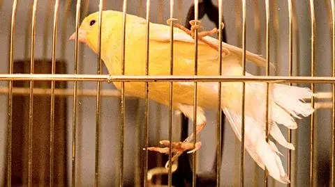 Marihuana dla kanarka