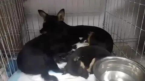 Przygarnęli suczkę z lasu, teraz karmi ona.. młodą kotkę