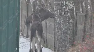 Łosie spacerowały w centrum Tczewa