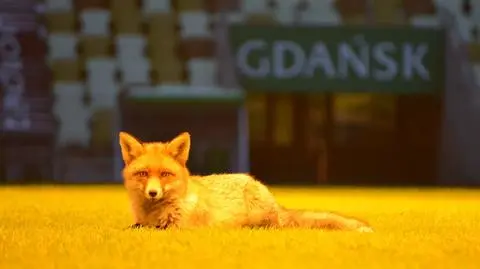 Gdańsk: lis ogrzewał się przy lampach na stadionie