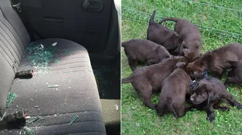 Policjanci uratowali szczeniaki zamknięte w bagażniku