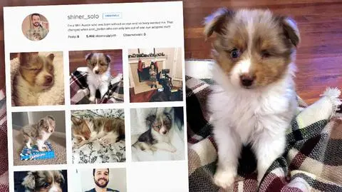 Nikt nie chciał psa bez oka. Adoptował go niewidomy