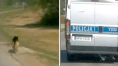 Policja wyprowadza psa. Radiowozem
