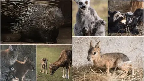 Wrocław. Baby boom w zoo
