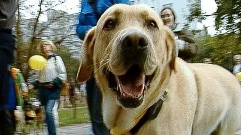 Pies też człowiek - upić się może