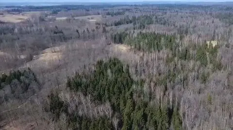 Zastrzelono 10 żubrów z Puszczy Boreckiej. Trzy zabito za pieniądze
