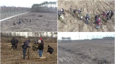 Studenci sadzą drzewa pod Gnieznem