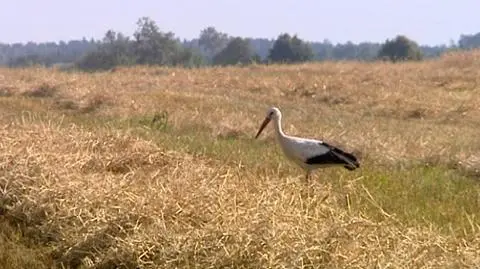 Kwadratura koła