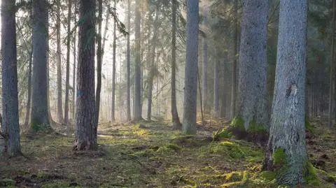 Wycinka w Puszczy Białowieskiej. KE rozpocznie postępowanie?