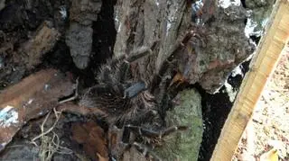 Ptasznik znaleziony w centrum miasta