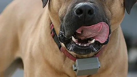 Zagryziona przez psa we własnym domu