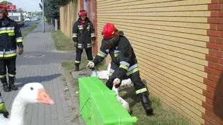 Ptaki wypadły z tira przez uszkodzenie zabezpieczenia naczepy