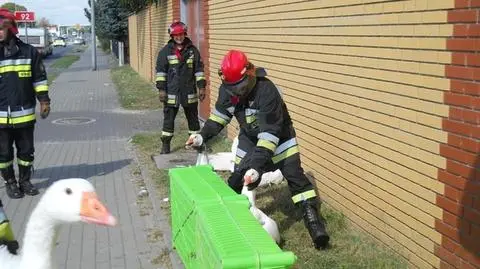 Gęsi na drodze. Strażacy łapali je ponad godzinę