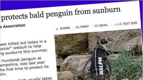 Łysy pingwin w nowej "skórze"