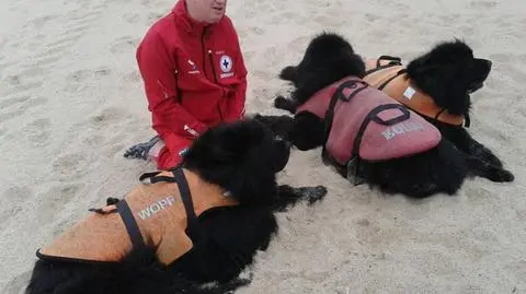 Bumer, Grace i Gudi. Psi patrol na plaży