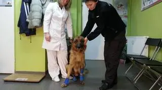 Pies nie chciał ponoć wejść do samochodu