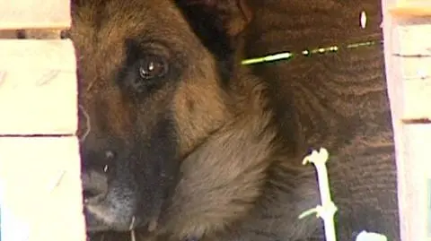 Katował psa za kurę