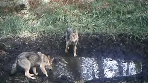 Kamera nagrała zwierzęta przy wodopoju