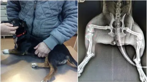 Zdjęcia rentgenowskie potwierdziły - pies miał złamane tylne łapy