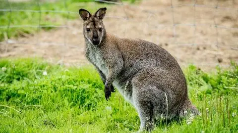 Po włamaniu do elbląskiego zoo nie żyją dwa kangury