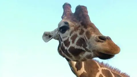 Nie zabiją żyrafy. Zoo po protestach zmienia zdanie 