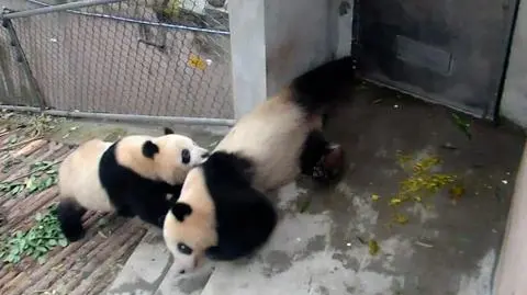 Kapryśne Pandy  w chińskim zoo. Tym razem nie chciały się bawić