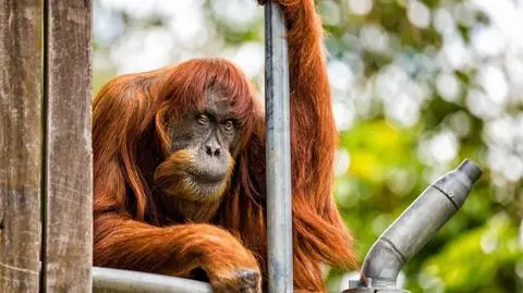 Najstarszy orangutan nie żyje. Puan miała 62 lata