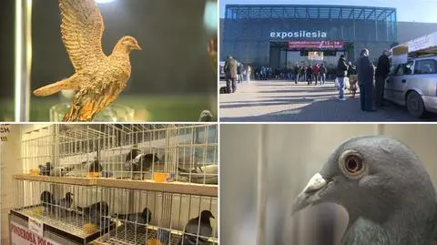 To najważniejsze wydarzenie w kalendarzu polskich hodowców, podsumowujące sezon lotowy w Polsce