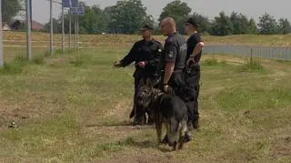 Pies powinien być zdyscyplinowany, posłuszny i mieć mocną, dobrą więź z przewodnikiem