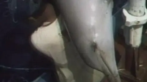 Rzeź delfinów w Brazylii