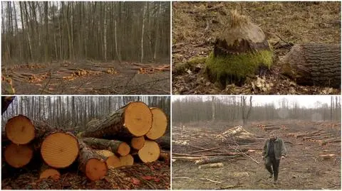 Las to pieniądz. Rolnik rozpoczął wycinkę 20 ha chronionego terenu