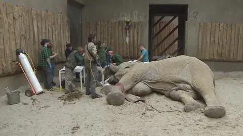 Ninio podczas zabiegu