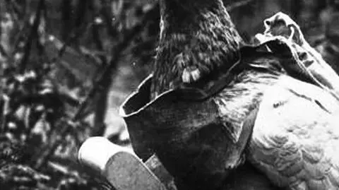 Zaszyfrowany meldunek gołębia z II wojny wreszcie odczytany? Historycy wątpią