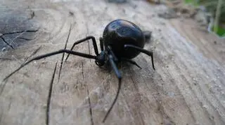Latrodectus hasselti, pająk czerwonogrzbiety, to bliski kuzyn czarnej wdowy