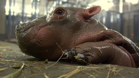 Wrocław: hipopotam nilowy urodził się w zoo
