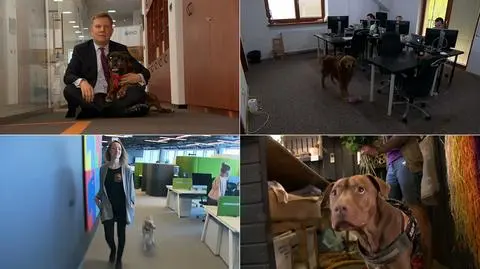 Psy coraz częściej towarzyszą właścicielom w pracy