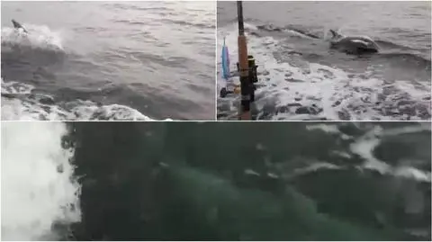 Władysławowo: Wędkarze wypatrzyli delfina w Bałtyku