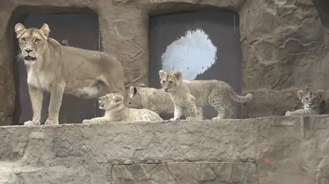 Gdańsk: w zoo urodziły się cztery lwiątka