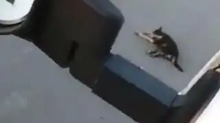 Celowo rozjechał psa, wszystko nagrał telefonem. Skazany na dwa lata prac społecznych