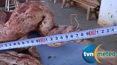 Ziemniak-gigant. Ma ponad metr